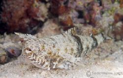 Lizard fish. S2PRO,60mm. by Derek Haslam 